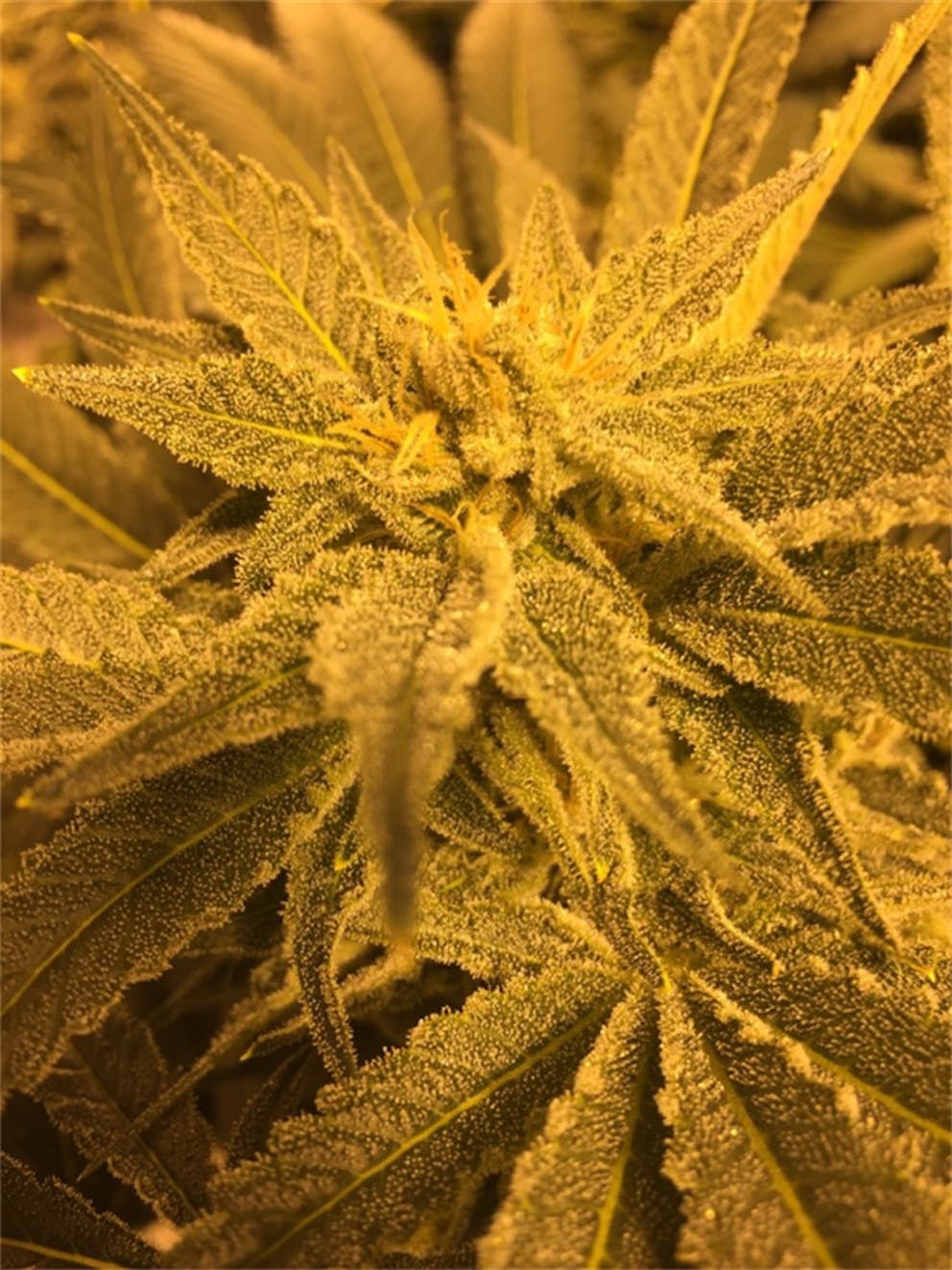 Photos of The Black Weed Strain Buds Leafly