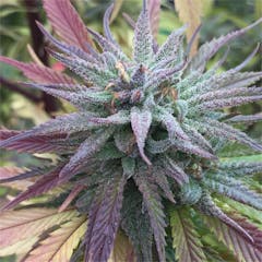 User uploaded image of The Blood