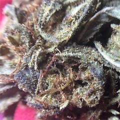 User uploaded image of The Blood