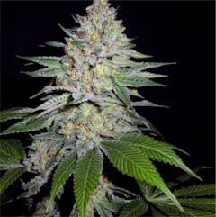 User uploaded image of The Brotherhood