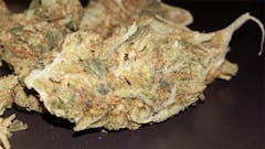 User uploaded image of The Cough