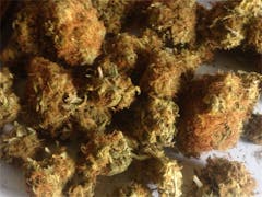 User uploaded image of The Grunk