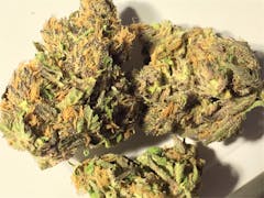 User uploaded image of The Grunk