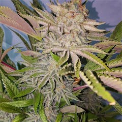 User uploaded image of The Ooze