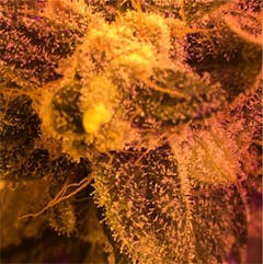 User uploaded image of The OX