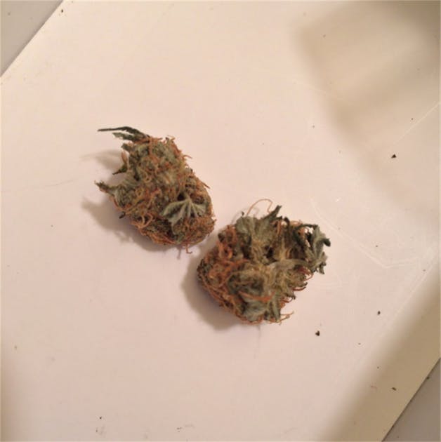 Photos of The Sauce Weed Strain Buds Leafly