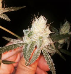 User uploaded image of 3D