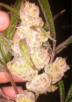 User uploaded image of 3D