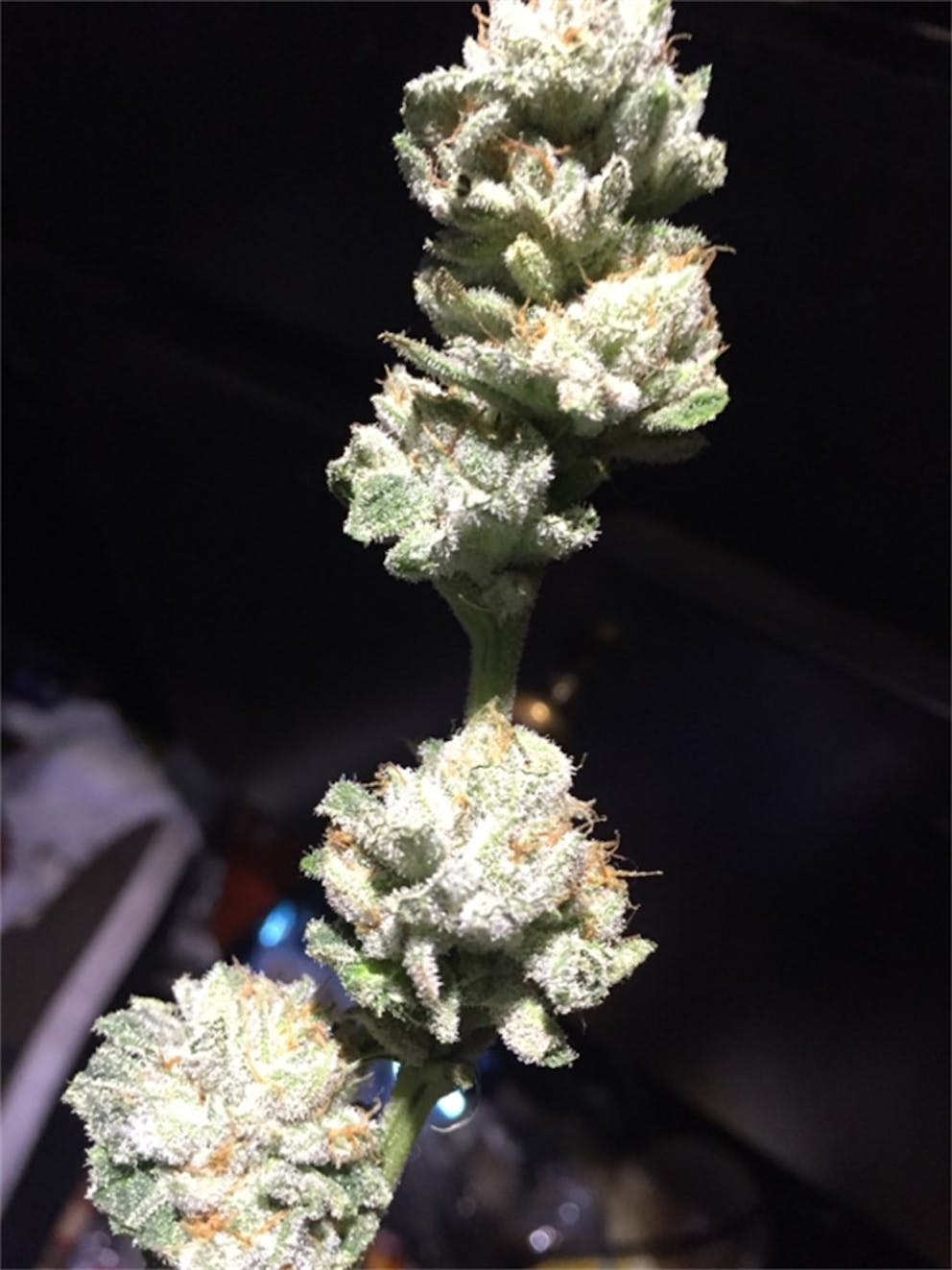 Photos of The White Weed Strain Buds Leafly