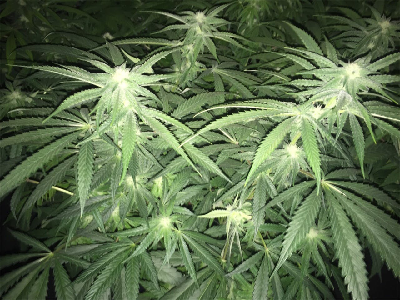 Photos of The White Weed Strain Buds Leafly