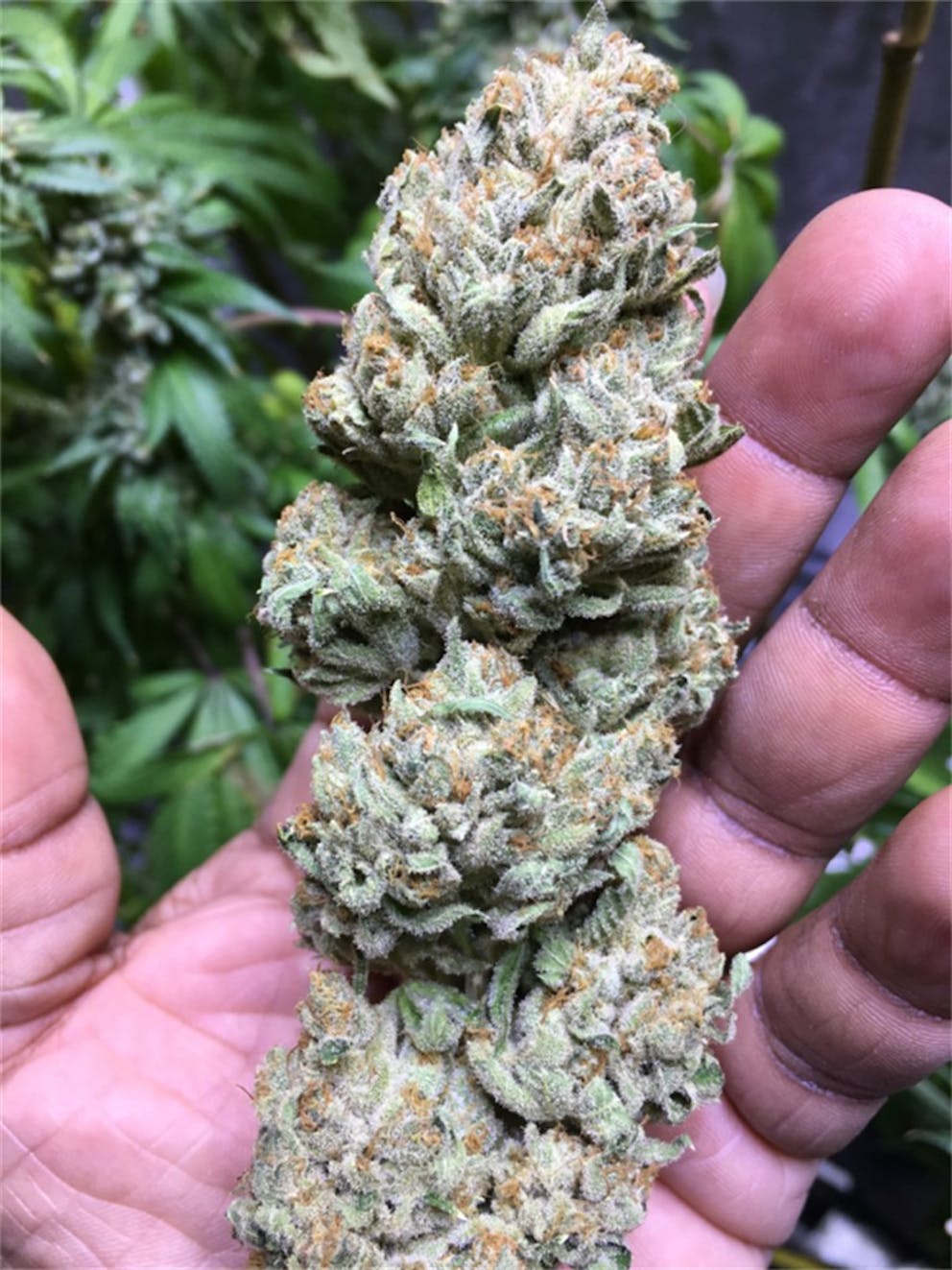 Photos of The White Weed Strain Buds Leafly