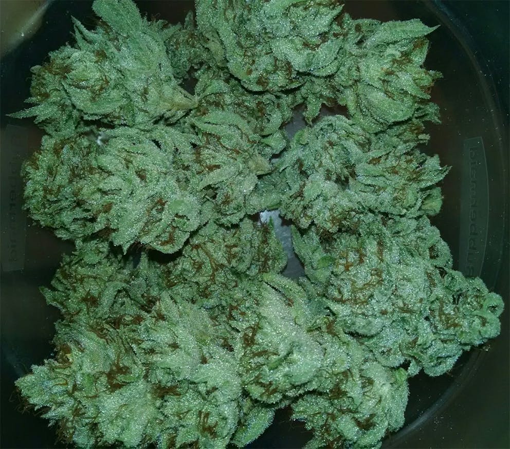Photos of The White Weed Strain Buds Leafly