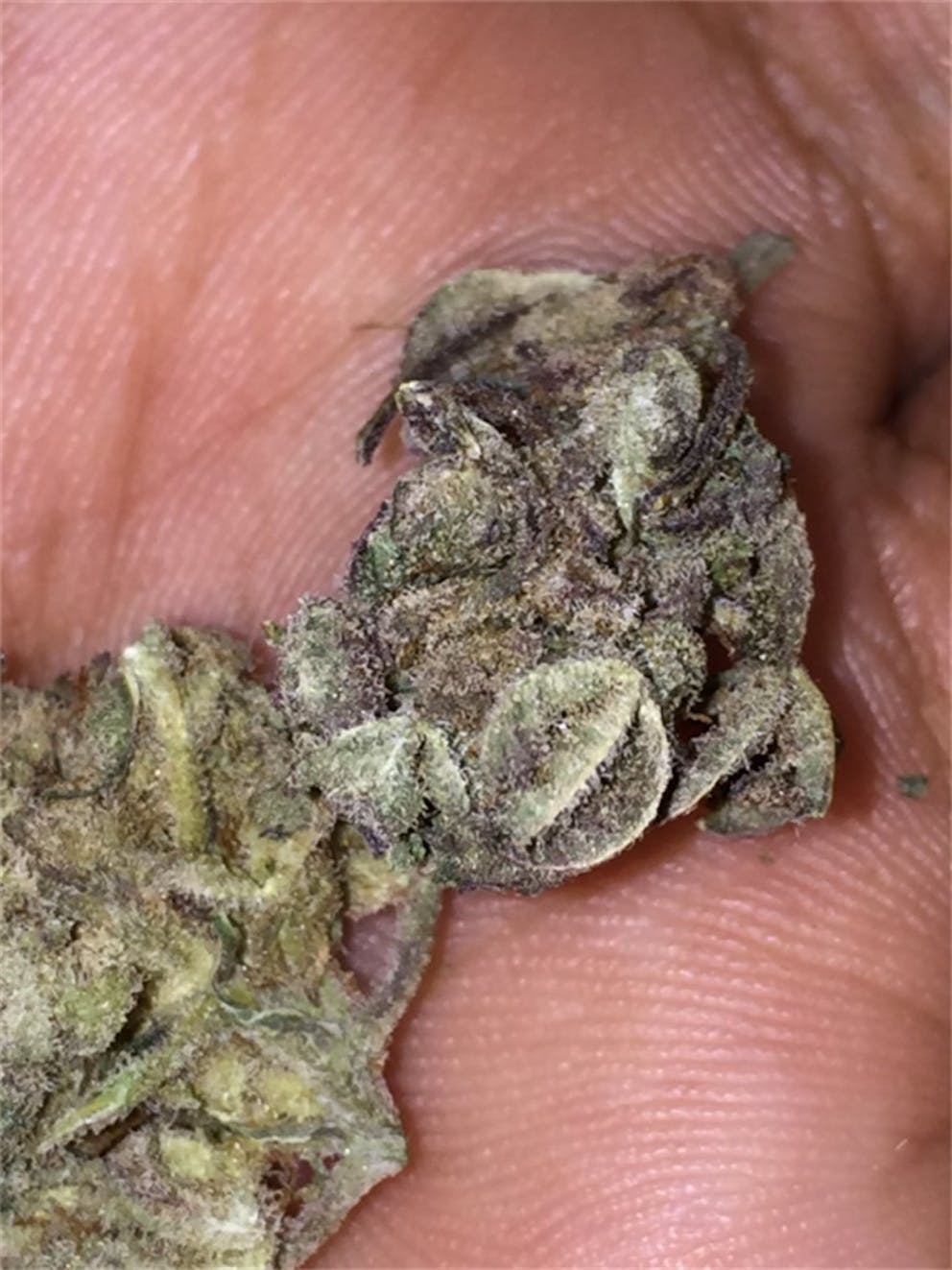 Photos of Thin Mint GSC Weed Strain Buds Leafly