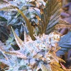 User uploaded image of Thin Mint