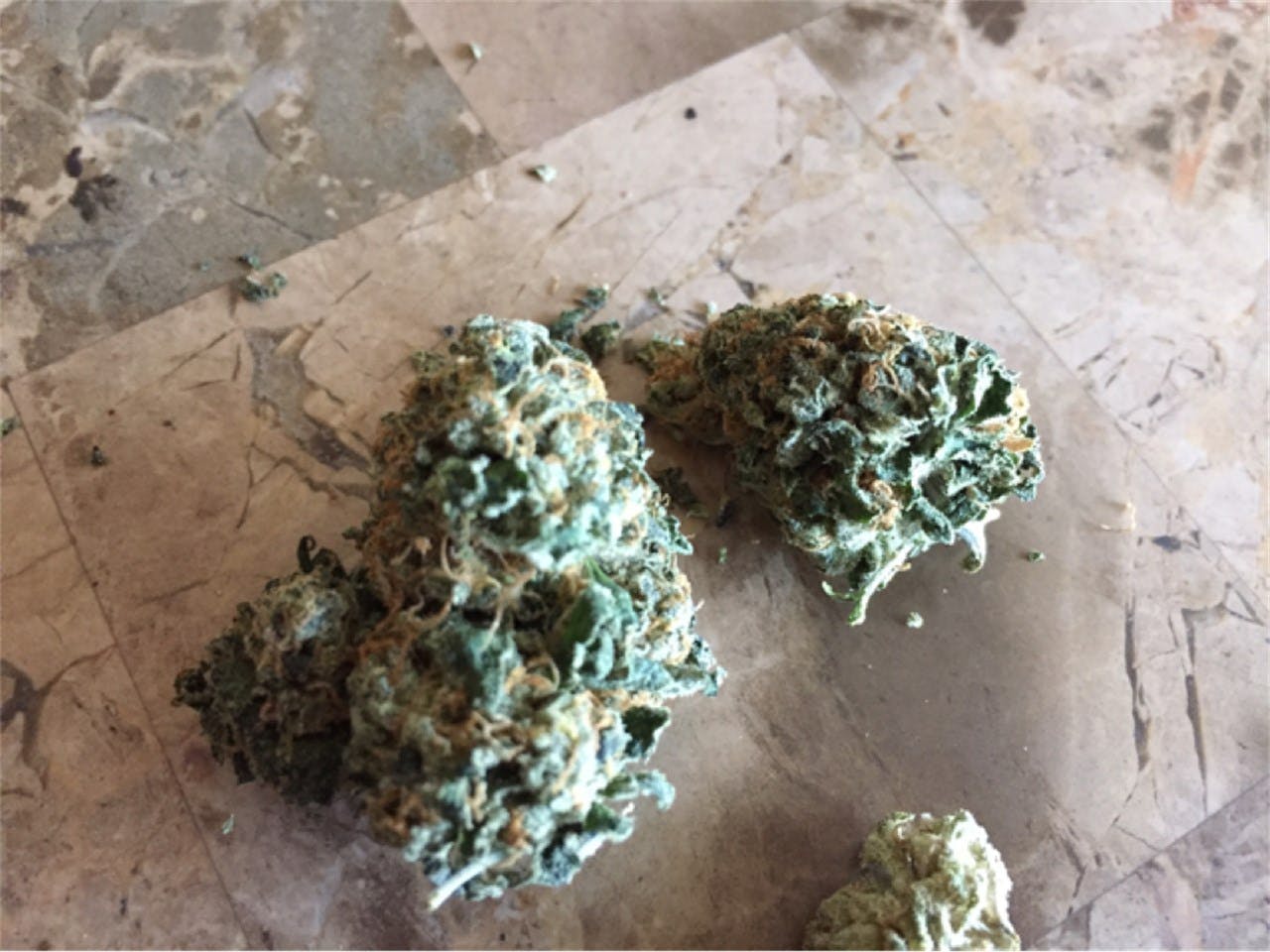Photos of Thin Mint GSC Weed Strain Buds Leafly
