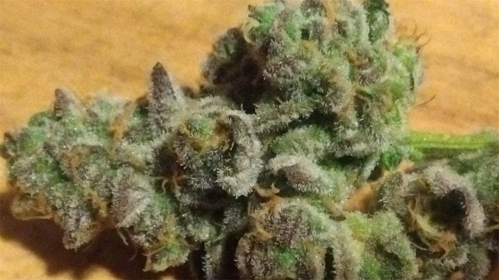 Photos of Thin Mint GSC Weed Strain Buds Leafly