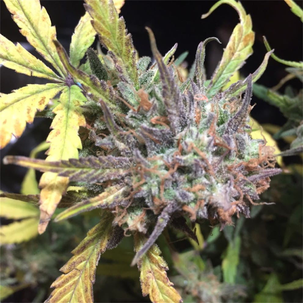 Photos of Thin Mint GSC Weed Strain Buds Leafly