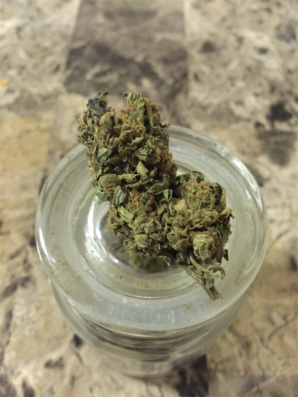 Photos of Thin Mint GSC Weed Strain Buds Leafly