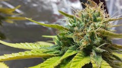 User uploaded image of Thin Mint