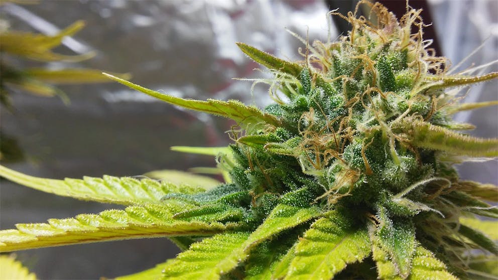 Photos of Thin Mint GSC Weed Strain Buds Leafly