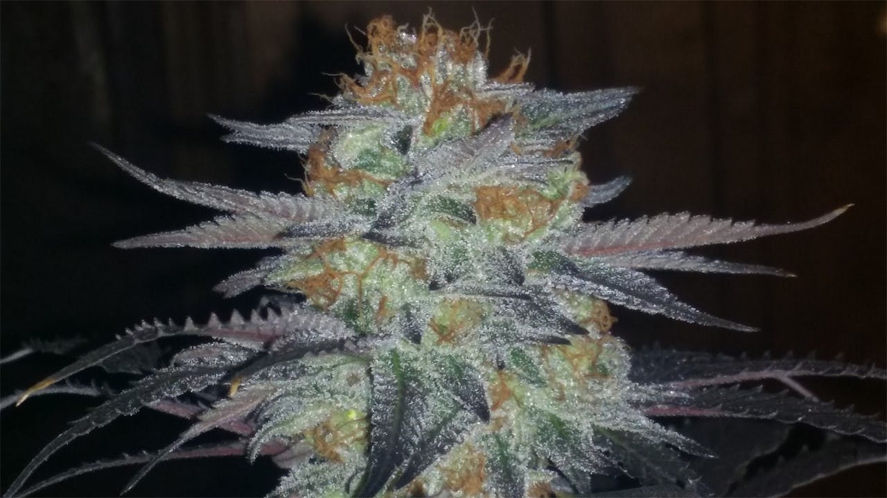 Photos of Thin Mint GSC Weed Strain Buds Leafly