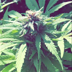 User uploaded image of Thin Mint