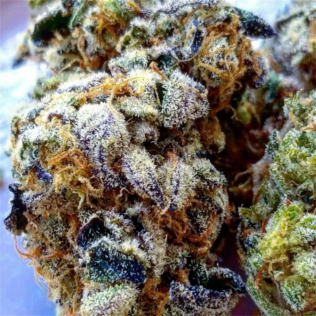 Photos of Thin Mint GSC Weed Strain Buds Leafly