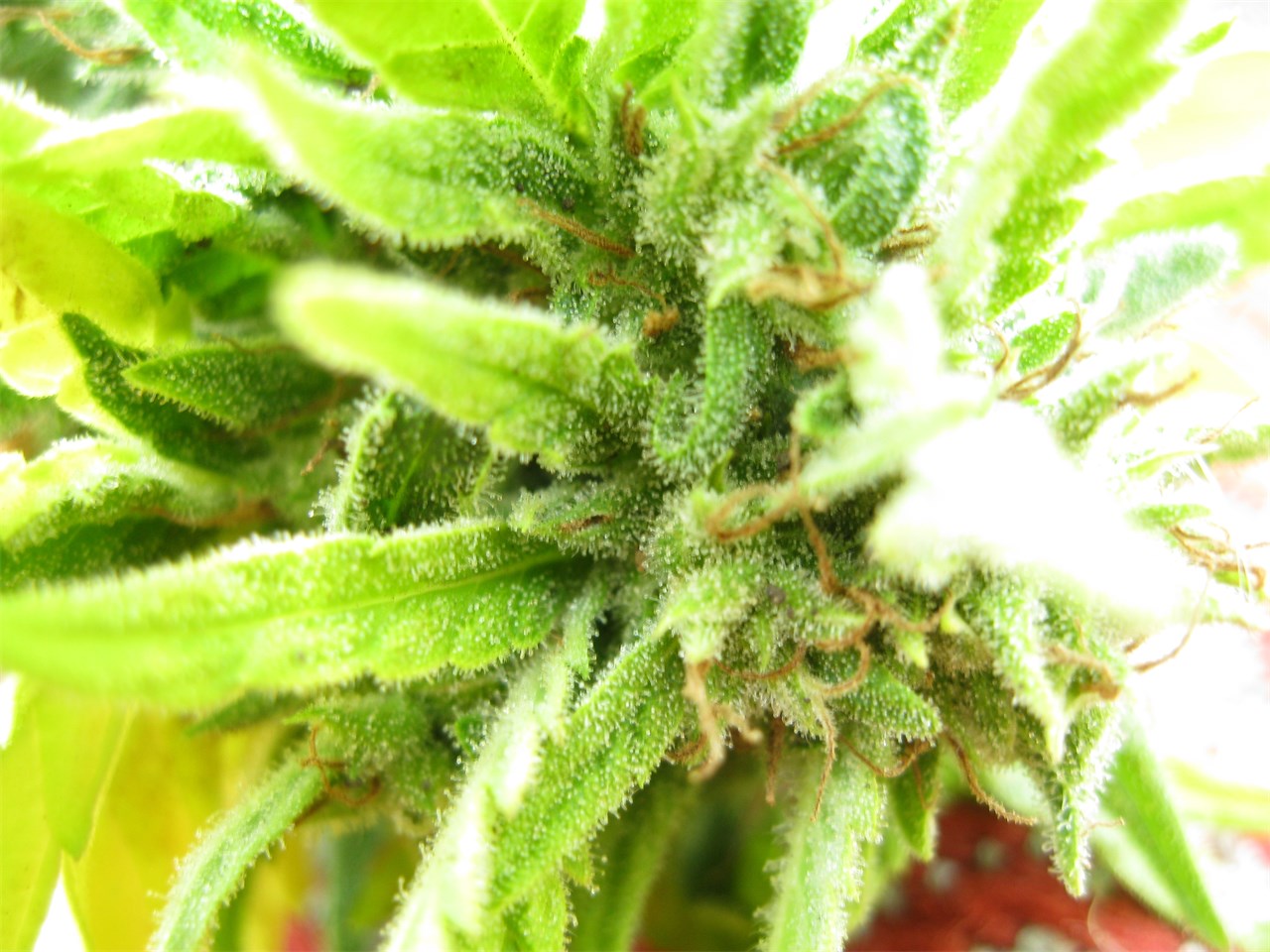 cannabis and sleep disorder research