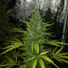 User uploaded image of Think Different