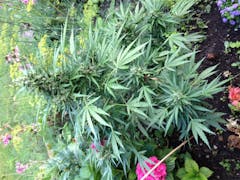 User uploaded image of Think Different