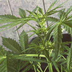 User uploaded image of Think Different