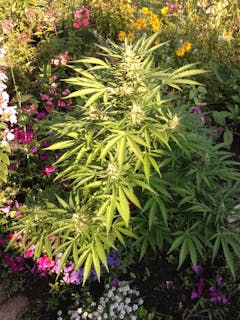 User uploaded image of Think Different