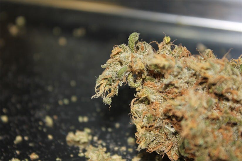 Thor's Hammer Weed Strain Information Leafly