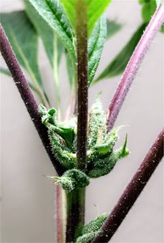 User uploaded image of Throwback Kush