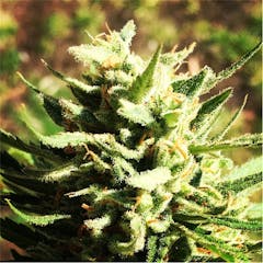 User uploaded image of Thunderbird Rose