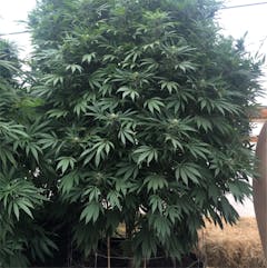 User uploaded image of Thunderbird Rose