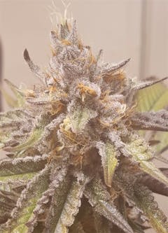 User uploaded image of Tiger's Milk