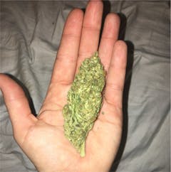 User uploaded image of Tiger's Milk