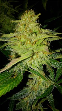 User uploaded image of Tillamook Strawberry