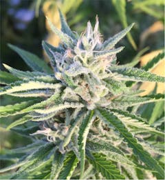 User uploaded image of Timewreck