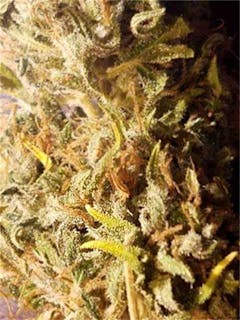 User uploaded image of Timewreck