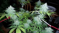 User uploaded image of Timewreck