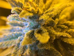 User uploaded image of Tokyo OG