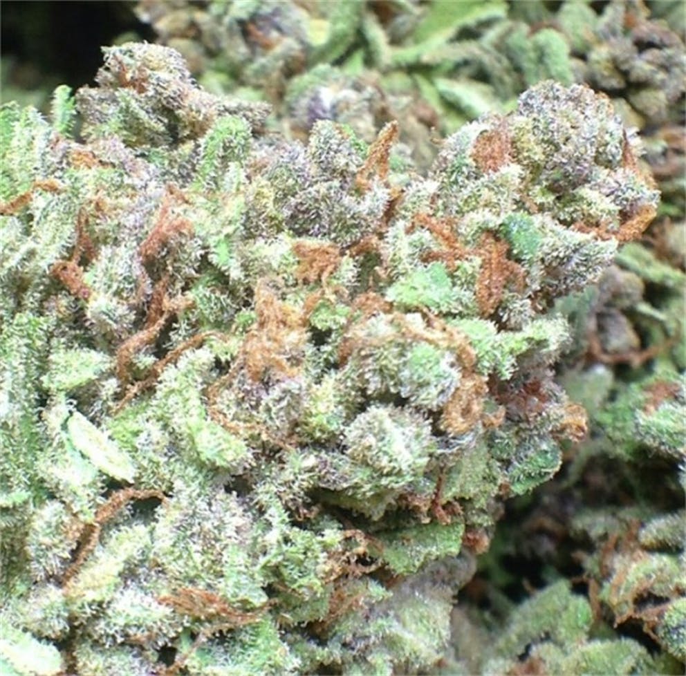 Photos of Tokyo OG Weed Strain Buds Leafly