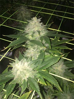 User uploaded image of Tokyo OG