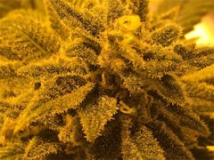 User uploaded image of Tokyo OG