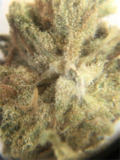 User uploaded image of Toxic Punch