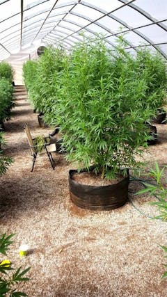 User uploaded image of Toxic Punch