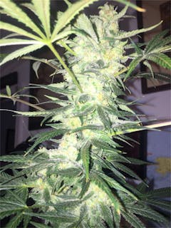 User uploaded image of Training Day