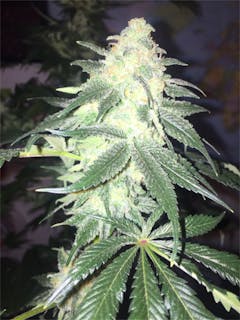 User uploaded image of Training Day